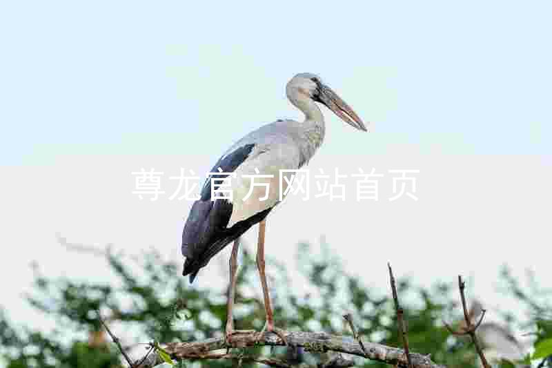 尊龙官方网站首页
